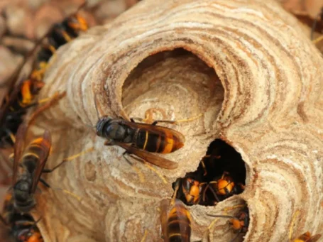 Quelle: stadtbienen.org