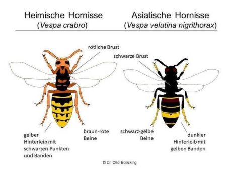 Quelle: velutina.de